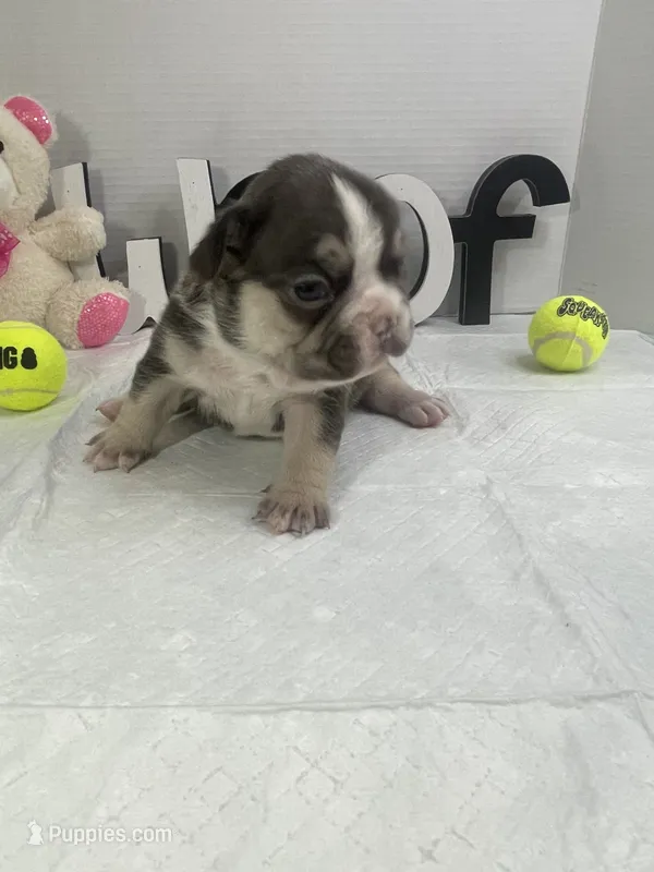 Sophie – French Bulldog puppy for sale in Rockford, IL