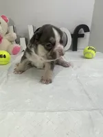 Sophie, a female French Bulldog for sale in Rockford, IL – 1 of 6
