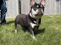 Sophie, a female French Bulldog for sale in Rockford, IL – 10 of 10