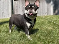 Ruby, a female French Bulldog for sale in Rockford, IL – 9 of 10