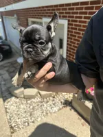 Ruby, a female French Bulldog for sale in Rockford, IL – 2 of 10
