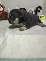 Bear , a male French Bulldog for sale in Rockford, IL – 2 of 10