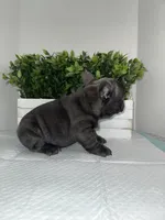 Blue, a male French Bulldog for sale in Rockford, IL – 4 of 10