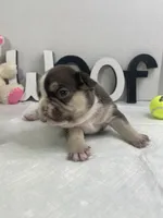 Sophie, a female French Bulldog for sale in Rockford, IL – 4 of 6