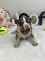 Sophie, a female French Bulldog for sale in Rockford, IL – 6 of 6