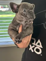 Blue, a male French Bulldog for sale in Rockford, IL – 8 of 10