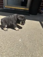 Bear , a male French Bulldog for sale in Rockford, IL – 7 of 10