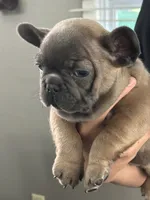 Milo, a male French Bulldog for sale in Rockford, IL – 5 of 8