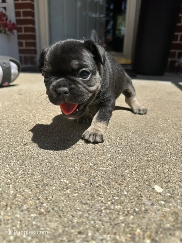 Ruby – French Bulldog puppy for sale in Rockford, IL
