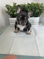 Bear , a male French Bulldog for sale in Rockford, IL – 4 of 10
