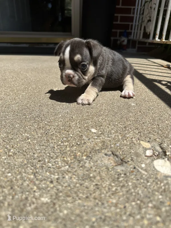 Sophie – French Bulldog puppy for sale in Rockford, IL