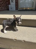 Sophie, a female French Bulldog for sale in Rockford, IL – 6 of 10