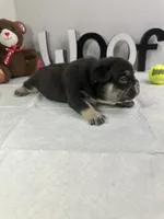 Bear , a male French Bulldog for sale in Rockford, IL – 4 of 10