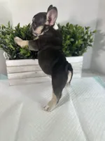 Sophie, a female French Bulldog for sale in Rockford, IL – 4 of 10