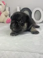 Ruby, a female French Bulldog for sale in Rockford, IL – 2 of 10