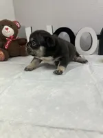 Bear , a male French Bulldog for sale in Rockford, IL – 5 of 10