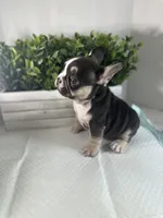 Sophie, a female French Bulldog for sale in Rockford, IL – 3 of 10
