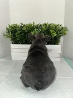 Blue, a male French Bulldog for sale in Rockford, IL – 3 of 10