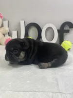 Ruby, a female French Bulldog for sale in Rockford, IL – 6 of 10