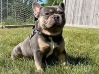 Ruby, a female French Bulldog for sale in Rockford, IL – 10 of 10