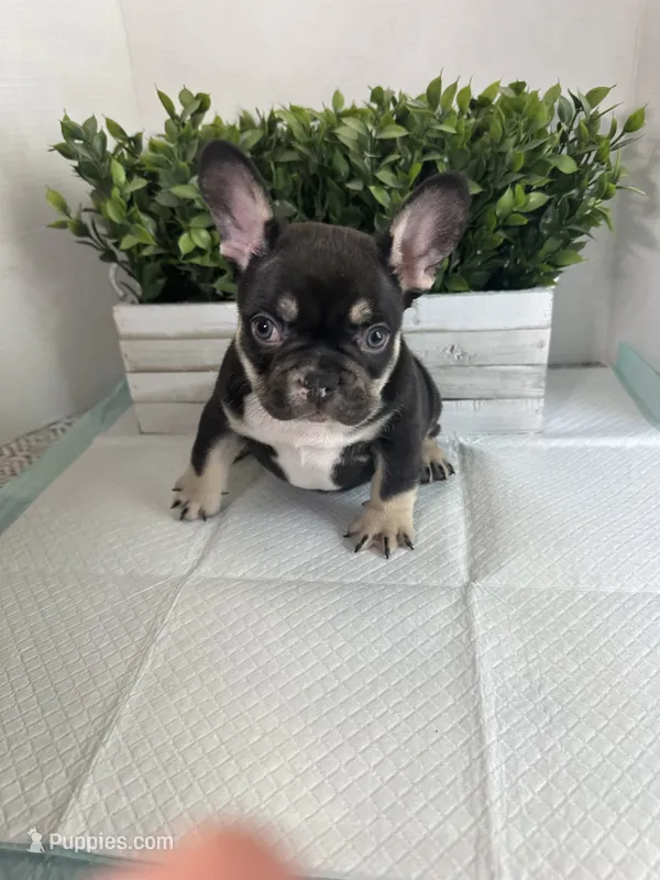Bear  – French Bulldog puppy for sale in Rockford, IL