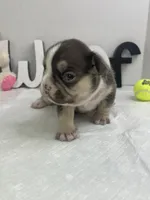 Sophie, a female French Bulldog for sale in Rockford, IL – 3 of 6