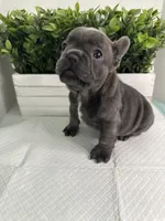 Blue, a male French Bulldog for sale in Rockford, IL – 2 of 10
