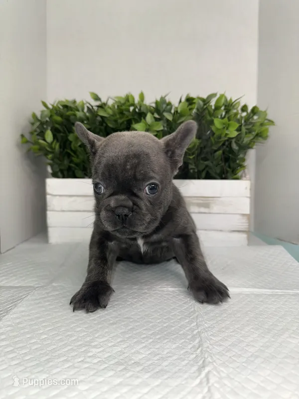 Blue – French Bulldog puppy for sale in Rockford, IL