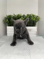 Blue, a male French Bulldog for sale in Rockford, IL – 1 of 10