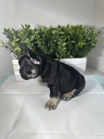 Ruby, a female French Bulldog for sale in Rockford, IL – 3 of 10