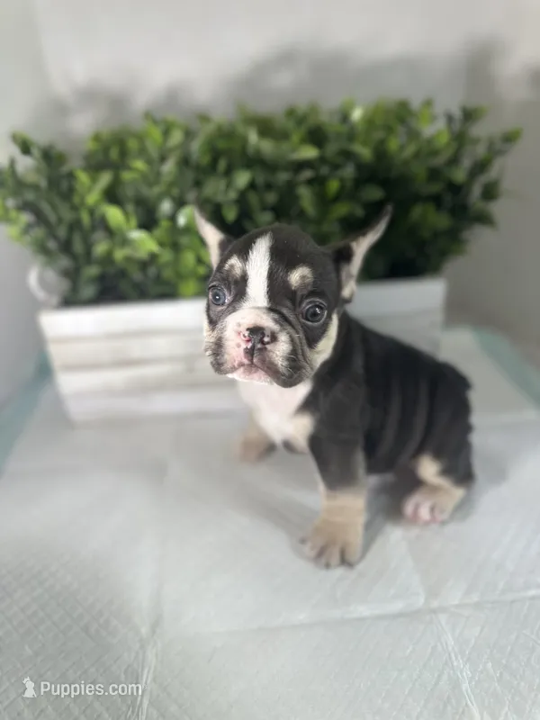 Sophie – French Bulldog puppy for sale in Rockford, IL