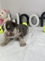 Sophie, a female French Bulldog for sale in Rockford, IL – 5 of 6