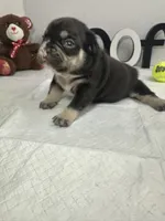 Bear , a male French Bulldog for sale in Rockford, IL – 6 of 10