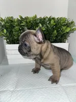 Milo, a male French Bulldog for sale in Rockford, IL – 1 of 8