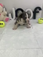 Sophie, a female French Bulldog for sale in Rockford, IL – 2 of 6