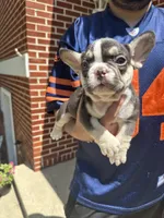 Sophie, a female French Bulldog for sale in Rockford, IL – 5 of 10
