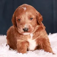 Nutmeg, a male Goldendoodle for sale in Russell, MA – 2 of 2