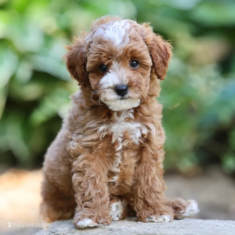 Piper – Poodle - Toy  puppy for sale in Russell, MA