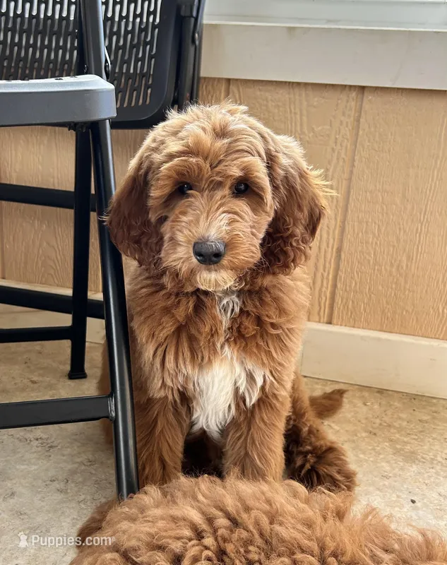 Nutmeg – Goldendoodle puppy for sale in Russell, MA