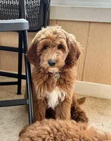 Nutmeg, a male Goldendoodle for sale in Russell, MA – 1 of 2