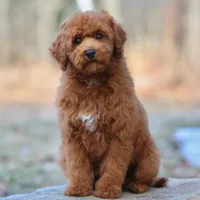 Martin, a male Poodle - Miniature  for sale in Russell, MA – 1 of 1