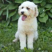 Patricia, a female Poodle - Toy  for sale in Russell, MA – Photo 1 of 2
