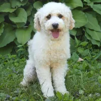 Patricia, a female Poodle - Toy  for sale in Russell, MA – Photo 2 of 2