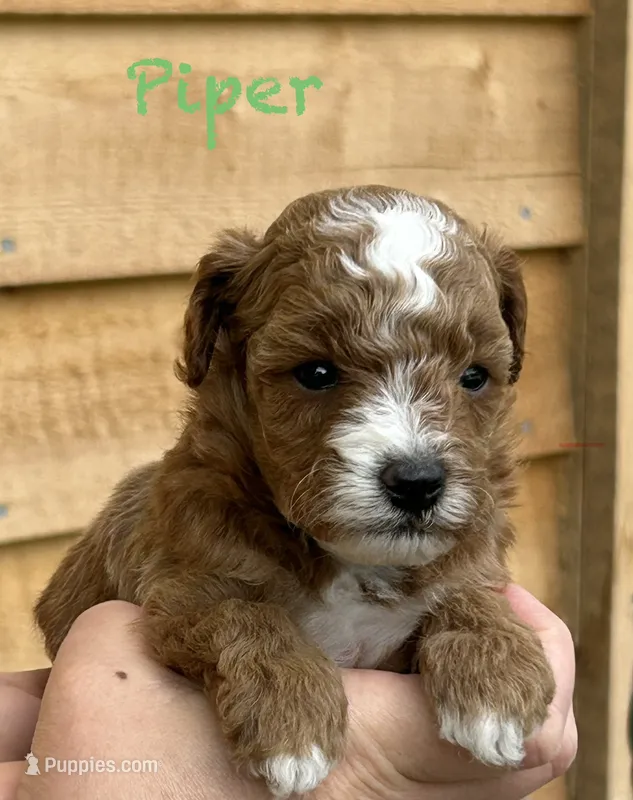 Piper – Poodle - Toy  puppy for sale in Russell, MA