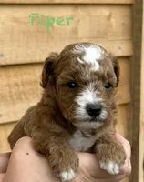 Piper, a male Poodle - Toy  for sale in Russell, MA – 1 of 1