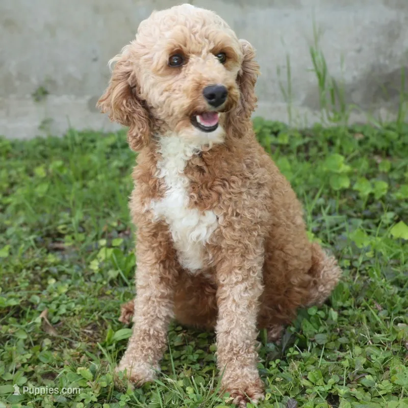Lizzie – Poodle - Miniature  puppy for sale in Russell, MA