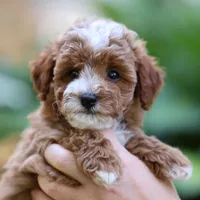 Piper, a male Poodle - Toy  for sale in Russell, MA – 2 of 3