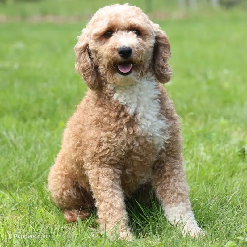 Zoey – Poodle - Miniature  puppy for sale in Russell, MA