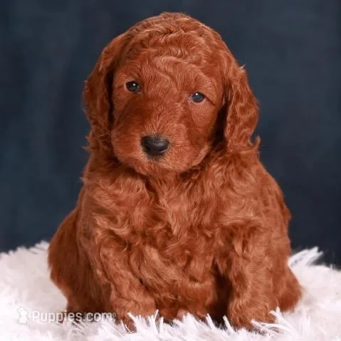 Noble  – Goldendoodle puppy for sale in Russell, MA