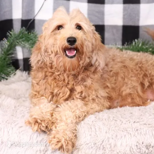 Amber – Goldendoodle puppy for sale in Russell, MA